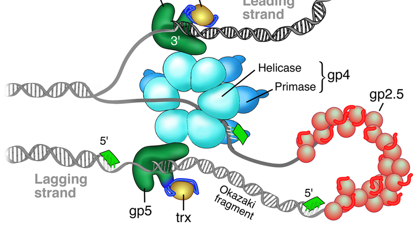 Single-Molecule Movies of the Interplay between DNA Polymerase and Single Strand DNA Binding (SSB) Protein